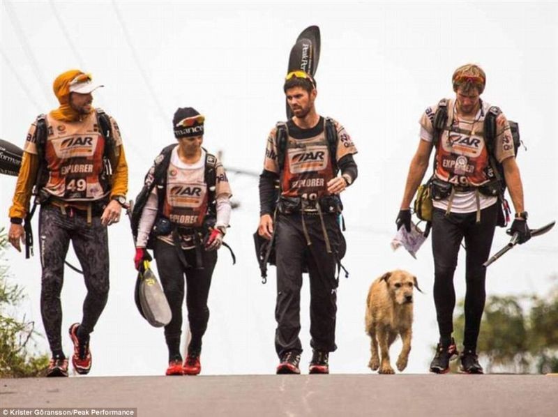 Story of the Swedish Team Peak Performance and the dog they rescued Arthur